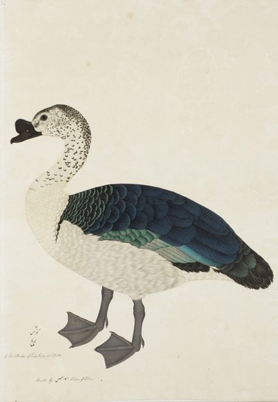 Ein Kamm-Erpel (Sarkidiornis melanota), ca. 1780 von Ram Das